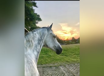 Oldenburg, Gelding, 11 years, 17 hh, Grey-Dapple