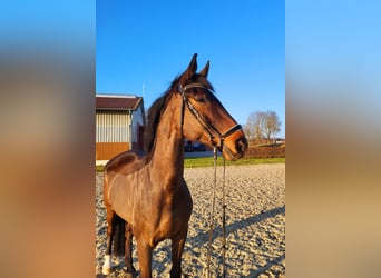 Oldenburg, Gelding, 11 years, 17,1 hh, Bay-Dark