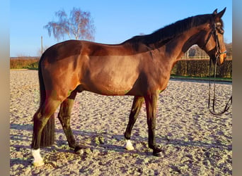 Oldenburg, Gelding, 11 years, 17,1 hh, Bay-Dark