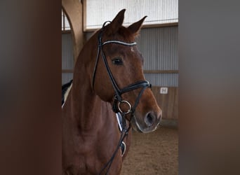 Oldenburg, Gelding, 11 years, 17,1 hh, Chestnut-Red