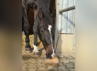 Oldenburg, Gelding, 11 years, 18 hh, Bay-Dark