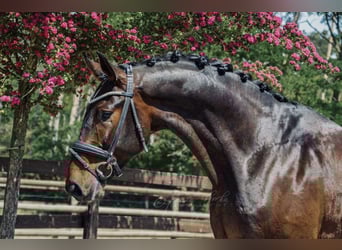 Oldenburg, Gelding, 11 years, 18 hh, Brown