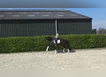 Oldenburg, Gelding, 12 years, 16.1 hh, Bay-Dark