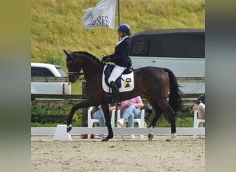 Oldenburg, Gelding, 12 years, 16.1 hh, Bay-Dark