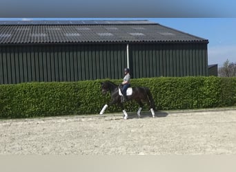 Oldenburg, Gelding, 12 years, 16.1 hh, Bay-Dark