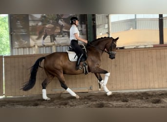 Oldenburg, Gelding, 12 years, 16.1 hh, Brown
