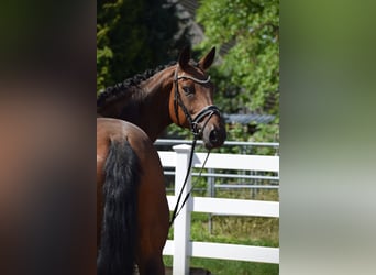 Oldenburg, Gelding, 12 years, 16.1 hh, Brown