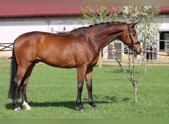 Oldenburg, Gelding, 12 years, 16.2 hh, Brown