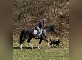 Oldenburg, Gelding, 12 years, 16.3 hh, Black