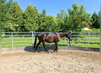 Oldenburg, Gelding, 12 years, 16 hh, Black