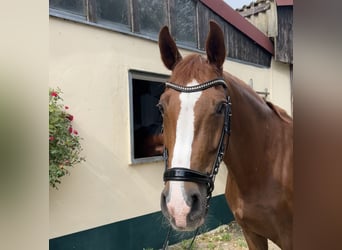Oldenburg, Gelding, 12 years, 16 hh, Chestnut
