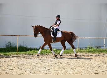 Oldenburg, Gelding, 12 years, 16 hh, Chestnut-Red