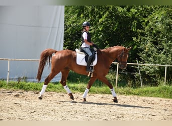 Oldenburg, Gelding, 12 years, 16 hh, Chestnut-Red