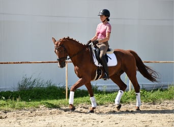 Oldenburg, Gelding, 12 years, 16 hh, Chestnut-Red