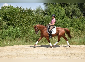 Oldenburg, Gelding, 12 years, 16 hh, Chestnut-Red