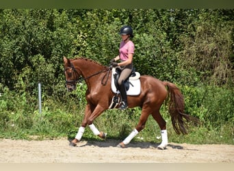 Oldenburg, Gelding, 12 years, 16 hh, Chestnut-Red