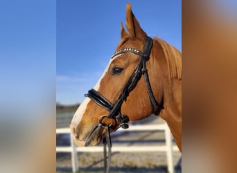 Oldenburg, Gelding, 12 years, 16 hh, Chestnut-Red