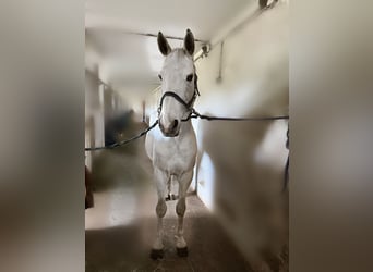 Oldenburg, Gelding, 12 years, 16 hh, Gray