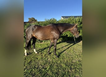 Oldenburg, Gelding, 12 years, 16,1 hh, Bay-Dark