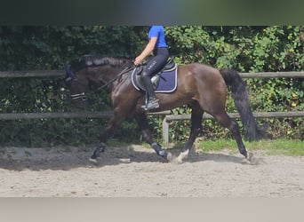 Oldenburg, Gelding, 12 years, 16,1 hh, Smoky-Black
