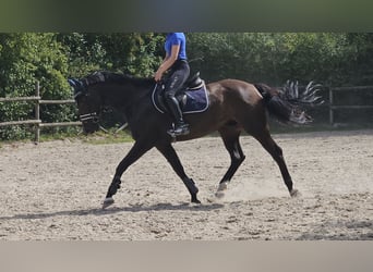 Oldenburg, Gelding, 12 years, 16,1 hh, Smoky-Black