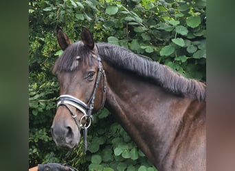 Oldenburg, Gelding, 12 years, 16,1 hh, Smoky-Black
