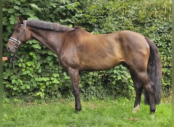Oldenburg, Gelding, 12 years, 16,1 hh, Smoky-Black