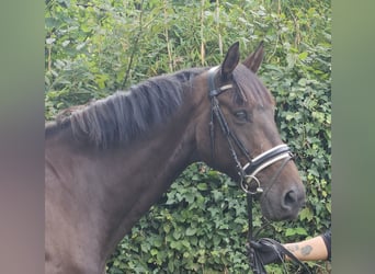 Oldenburg, Gelding, 12 years, 16,1 hh, Smoky-Black
