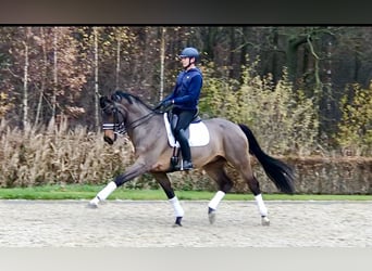 Oldenburg, Gelding, 12 years, 16,2 hh, Bay-Dark