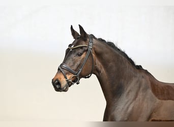 Oldenburg, Gelding, 12 years, 16,2 hh, Brown
