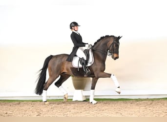 Oldenburg, Gelding, 12 years, 16,2 hh, Brown