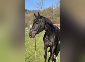 Oldenburg, Gelding, 12 years, 16,3 hh, Black