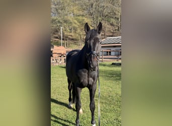 Oldenburg, Gelding, 12 years, 16,3 hh, Black