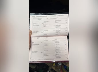 Oldenburg, Gelding, 12 years, 16,3 hh, Black