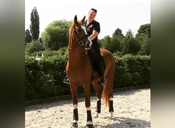 Oldenburg, Gelding, 12 years, 16,3 hh, Chestnut-Red