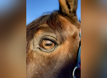 Oldenburg, Gelding, 12 years, 17.1 hh, Bay-Dark