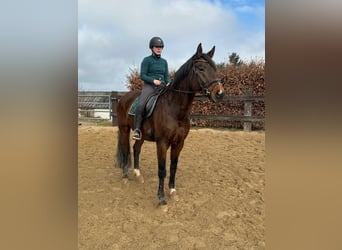 Oldenburg, Gelding, 12 years, 17 hh, Brown