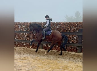 Oldenburg, Gelding, 12 years, 17 hh, Brown