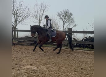 Oldenburg, Gelding, 12 years, 17 hh, Brown