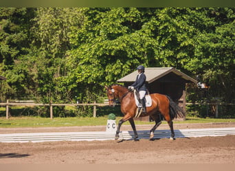 Oldenburg, Gelding, 12 years, 17 hh, Brown