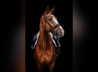 Oldenburg, Gelding, 12 years, 17 hh, Chestnut-Red