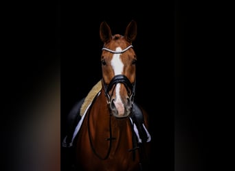 Oldenburg, Gelding, 12 years, 17 hh, Chestnut-Red