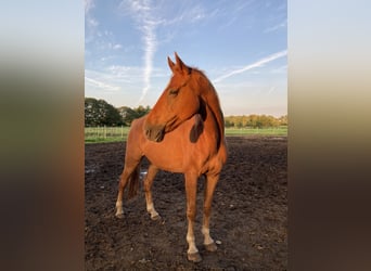 Oldenburg, Gelding, 12 years, 17 hh, Chestnut-Red