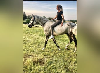 Oldenburg, Gelding, 12 years, 17 hh, Grey-Dapple