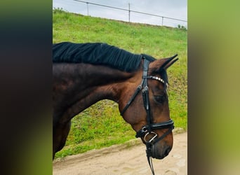 Oldenburg, Gelding, 12 years, 17,1 hh, Brown