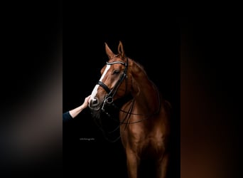 Oldenburg, Gelding, 12 years, 17,1 hh, Chestnut