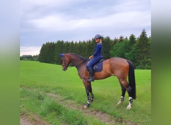 Oldenburg, Gelding, 12 years, 18 hh, Bay-Dark