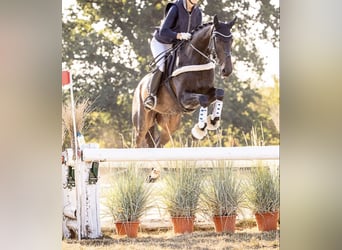 Oldenburg, Gelding, 13 years, 16.1 hh, Bay-Dark