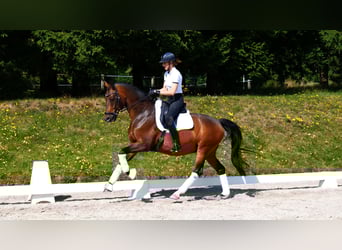 Oldenburg, Gelding, 13 years, 16.1 hh, Brown