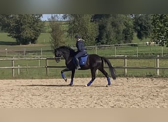 Oldenburg, Gelding, 13 years, 16.1 hh, Smoky-Black